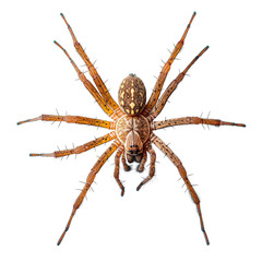 Brown spider observed from top view on a Transparent background in a natural setting, Top View Brown Spider on PNG background