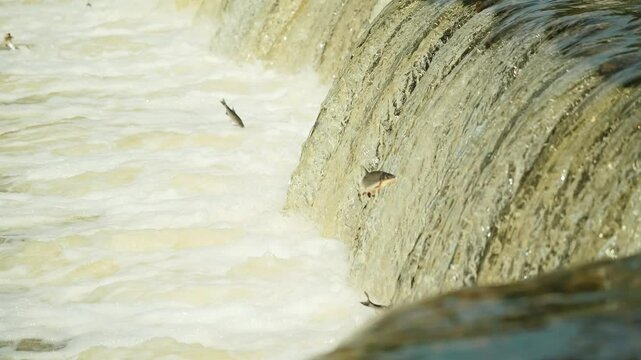 Spring migration captured at Ventas Rumba with flying fish defying water power