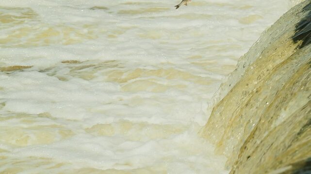Famous Latvian fish soar over Europe's widest waterfall in this rare spring