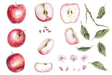 Set of leaves, fruits, flowers, apple seeds. Isolated watercolor illustration in realistic style for fruit juice packaging design, fabric and clothing printing.