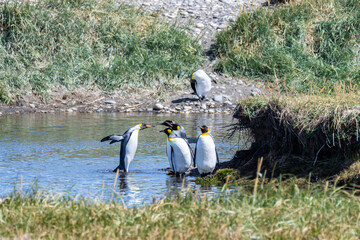 Outdoor scene depicting a King Penguin - Aptenodytes patagonicus- colony on Tierra de Fuego, in Southern Chile.