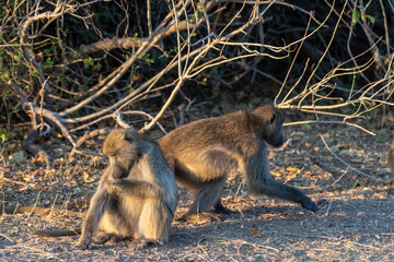 Close-up of two Chacma Baboon, Papio ursinus, sitting in the sun in Chobe National Park, Botswana.