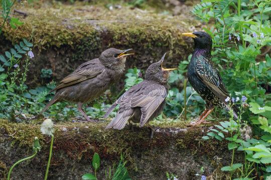 Star mit Kindern (Sturnus vulgaris)
