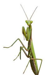 Isolated Praying Mantis Transparent Background, Green Insect Detailed Wildlife