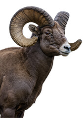 Isolated Ram Bighorn with Majestic Horns Wildlife Transparent Background