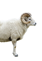 Isolated Ram Image Majestic Horns Wild Sheep Transparent Background