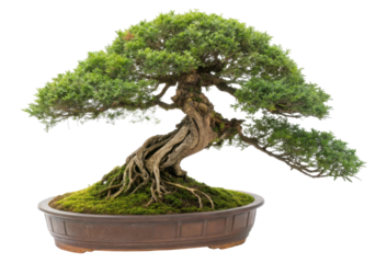 Beautiful Bonsai Tree with Lush Green Foliage and Exposed Roots in Decorative Pot