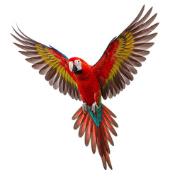 Fototapeta premium Colorful Macaw Parrot Flying with Wings Spread on Transparent Background
