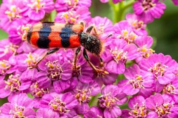 A checkered beetle, Trichodes apiarius, is perched delicately on a bright pink yarrow flower.
