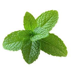 Fresh mint leaves isolated on a white background highlighting their vibrant color and texture, Fresh mint leafs isolated on white background