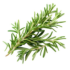 Fototapeta premium Fresh green rosemary leaves ready for culinary use or aromatic infusion on a white background, Fresh green aroma rosemary leaves, white background
