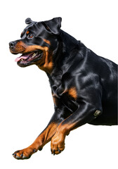 Obraz premium Isolated Rottweiler Dog Detailed Cutout with Transparent Background