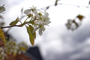 Branch with white small flowers. Blossoming branch of a fruit tree in the spring season. Branch with flowers on a blurred background. Spring, tree, May.