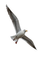 Obraz premium Isolated Seagull Flying Against Transparent Black Background Photo