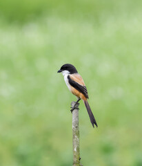 Graceful long-tailed shrike perched on branch in natural habitat.