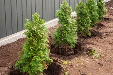 A neat row of vibrant emerald green arborvitae trees creates a natural privacy fence.