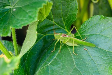 A vibrant green grasshopper perches gracefully on a large, textured leaf in a summer garden.