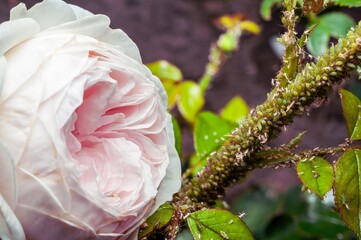 A delicate pink rose contrasts with a stem heavily infested by aphids in the garden.