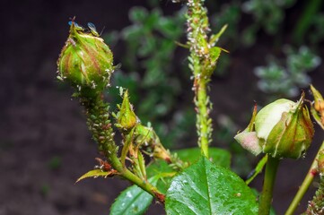 Rosebuds are heavily infested with aphids, posing a threat to their development and bloom.