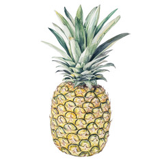 Realistic botanical illustration of a pineapple against a plain Transparent background showcasing its detailed features, Pineapple Botanical realistic on PNG background