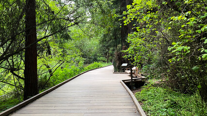 April 22 2023, Muir Woods National Monument Mill Valley, California USA, Boardwalk Trail Through...