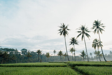 Tall palm trees on the rice fields in foggy conditions
