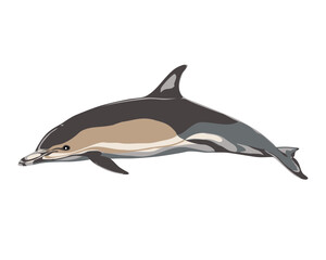 COMMON DOLPHIN (Delphinus delphis). Marine mammal illustration collection (vector illustration)