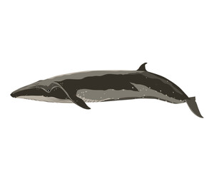 BRYDE WHALE (Balaenoptera edeni). Marine mammal illustration collection (vector illustration)