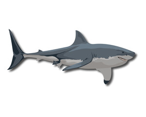 Shark vector illustration