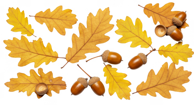 Isolated Transparent Background Photo Of Autumn Oak Leaves And Acorns
