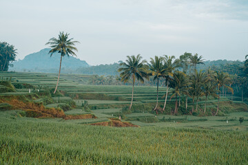 Rice terrace fields with some tall palm trees on cloudy conditions