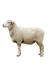 Isolated Transparent Sheep Animal Farm Mammal Wool White Background