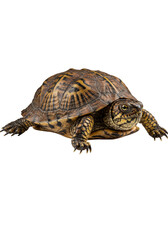 Obraz premium Isolated Turtle on Transparent Background Brown Shell Detailed Animal