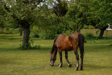 A brown horse grazing in a green meadow