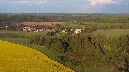 Rapsfeld im Abendlicht