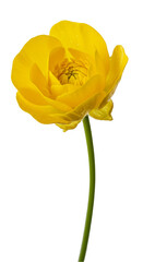 Isolated Yellow Flower Bloom With Delicate Petals On Transparent Background Photo