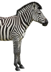 Isolated Zebra Illustration on Transparent Stripped Wildlife Animal
