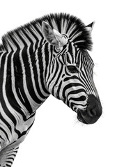 Isolated Zebra Portrait Stripped Wildlife Close Up Black and White Animal