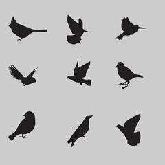 Cute Birds Vector