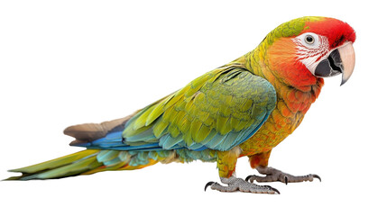 Obraz premium A colorful parrot standing with vibrant feathers and strong beak on transparent background