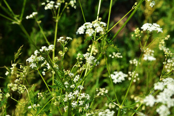 Anthriscus sylvestris, known as cow parsley. Little white flowers.