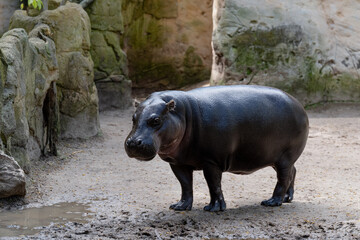 Hippo with black bouncy skin standing alone,Image  Dwarf species of hippopotamus pygmy hippo calf...