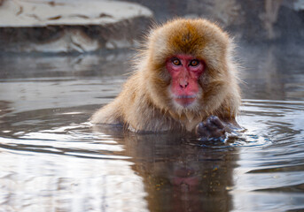 A snow monkey (Japanese macaque) sits in the hot spring bath at the Jigokudani Yaenkoen ("snow monkey park")