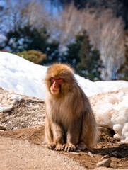 Japanese macaque "snow monkey" sits on the ground at Jigokudani Yaenkoen ("snow monkey park")