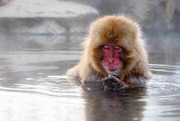 A snow monkey (Japanese macaque) sits in the hot spring bath at the Jigokudani Yaenkoen ("snow monkey park") examining his hand