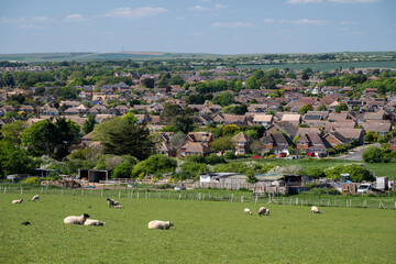 Beautiful view to sheep in green field near the Seven Sisters Cliffs