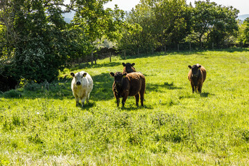 Fototapeta na wymiar Cows in a meadow in spring