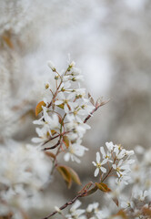 Close up of white flowers on amelanchier tree blooming in spring.
