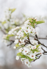 Close up of white flowers on pear tree blooming in spring.