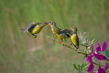 Sun-bird (Nectarinia jugularis) Female feeding chicks on branch